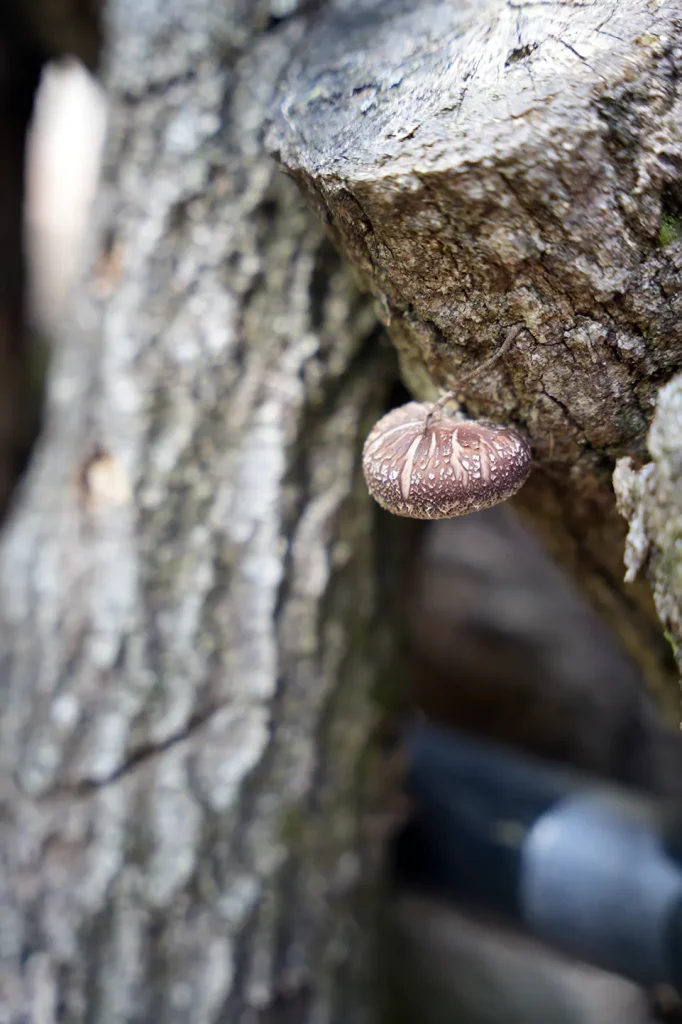 Un Shiitake qui pousse sur un tronc