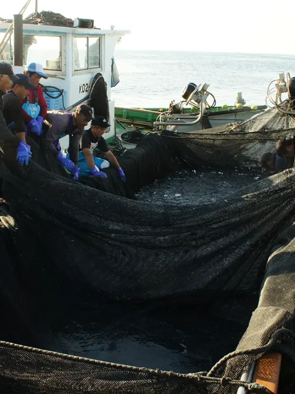 koe-kochi-fisherman