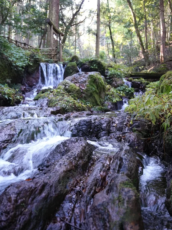 la-french-touch-koe-fukui-forest