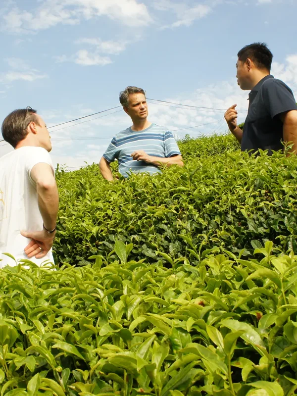 la-french-touch-sebastien-martin-green-tea-kouchi-prefecture